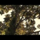 Promo Videos